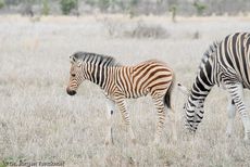 Zebra (12 von 28).jpg
